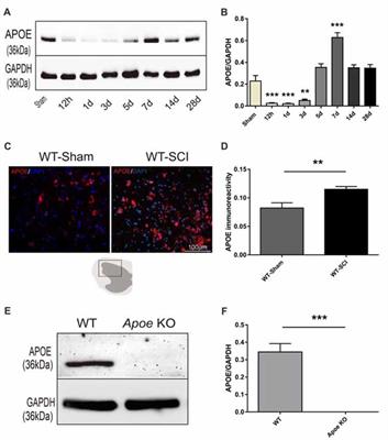 Apolipoprotein E Deficiency Exacerbates Spinal Cord Injury in Mice: Inflammatory Response and Oxidative Stress Mediated by NF-κB Signaling Pathway